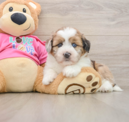 5 week old Saussie Puppy For Sale - Florida Fur Babies