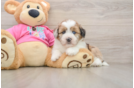 Saussie Puppy for Adoption