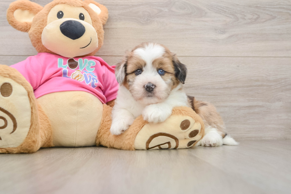 Saussie Puppy for Adoption