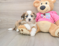 5 week old Saussie Puppy For Sale - Florida Fur Babies