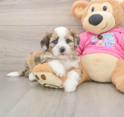 5 week old Saussie Puppy For Sale - Florida Fur Babies