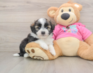 5 week old Saussie Puppy For Sale - Florida Fur Babies