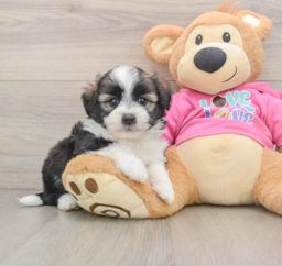 5 week old Saussie Puppy For Sale - Florida Fur Babies