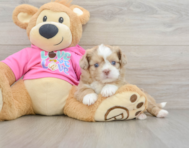 8 week old Saussie Puppy For Sale - Florida Fur Babies