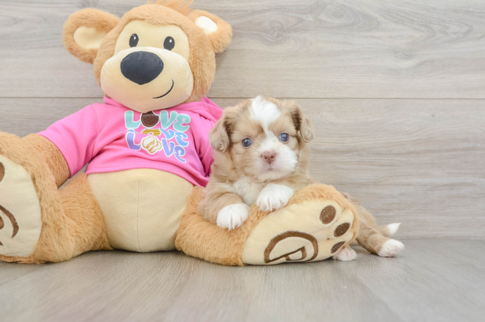 5 week old Saussie Puppy For Sale - Florida Fur Babies