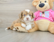 8 week old Saussie Puppy For Sale - Florida Fur Babies