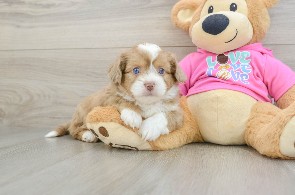 5 week old Saussie Puppy For Sale - Florida Fur Babies