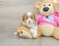 6 week old Saussie Puppy For Sale - Florida Fur Babies