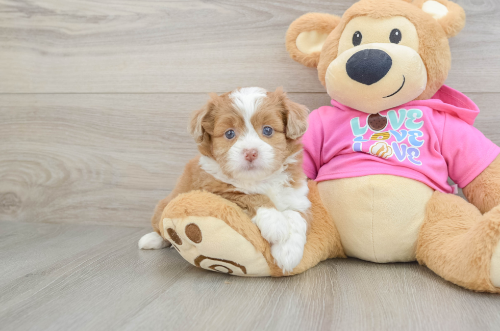 5 week old Saussie Puppy For Sale - Florida Fur Babies