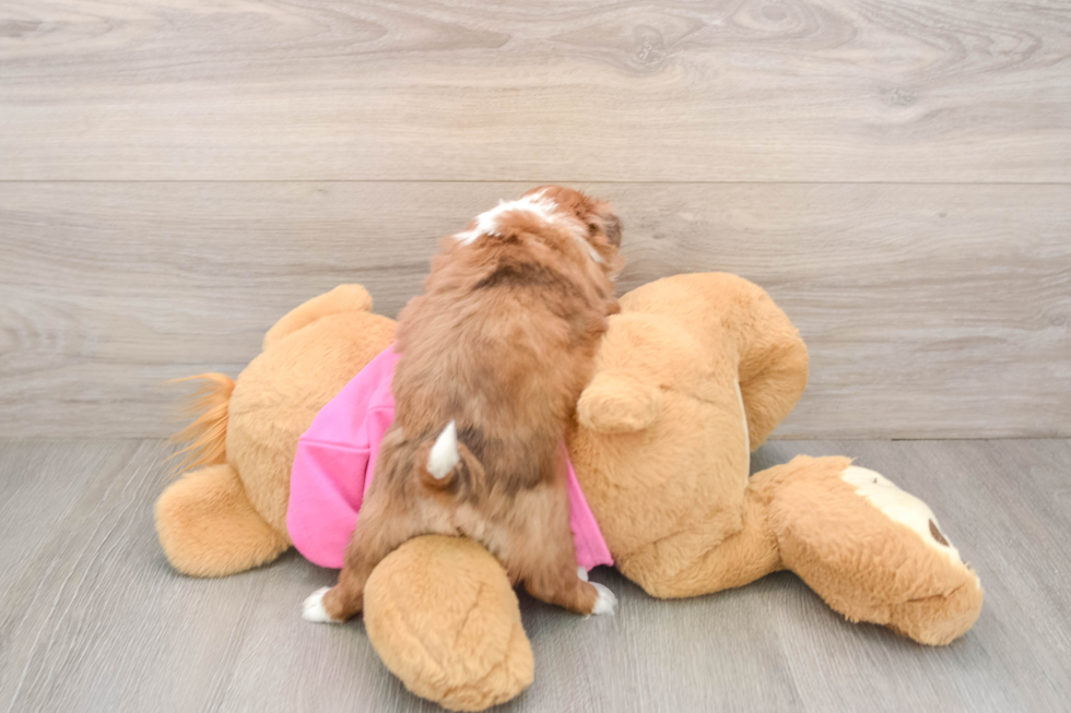 Cute Ausstzu Designer Puppy