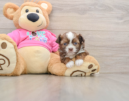 5 week old Saussie Puppy For Sale - Florida Fur Babies