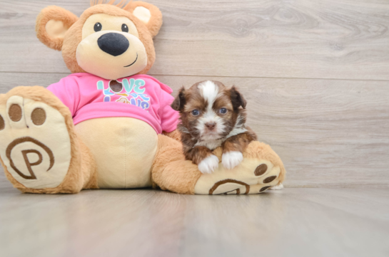 Saussie Pup Being Cute