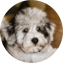 Mini Schnoodle Puppy For Sale - Florida Fur Babies Mini Schnoodle Puppy For Sale - Florida Fur Babies