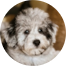 Mini Schnoodle Puppies For Sale - Florida Fur Babies Mini Schnoodle Puppies For Sale - Florida Fur Babies