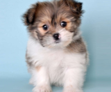 Shih Pom Puppies For Sale Florida Fur Babies