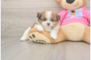 Cute Shih Pom Baby
