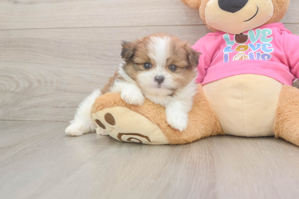 Cute Shih Pom Baby