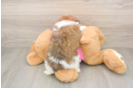 Petite Shih Pom Designer Pup