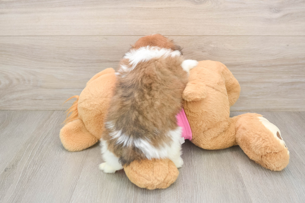 Petite Shih Pom Designer Pup