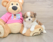 5 week old Shih Pom Puppy For Sale - Florida Fur Babies