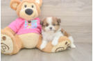 Best Shih Pom Baby