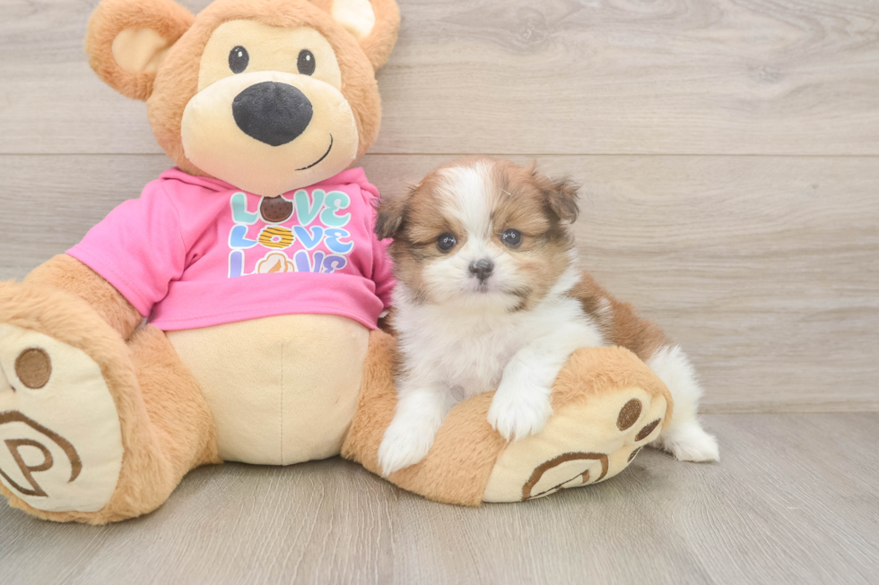 Best Shih Pom Baby
