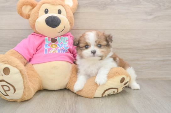 Best Shih Pom Baby