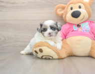 6 week old Shih Pom Puppy For Sale - Florida Fur Babies