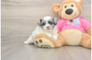 Petite Shih Pom Designer Pup