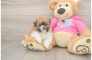 Happy Shih Pom Baby