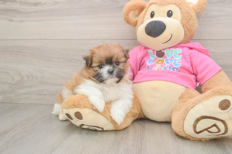 Happy Shih Pom Baby