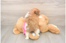 Adorable Shiranian Designer Puppy