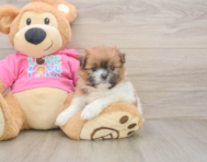 5 week old Shih Pom Puppy For Sale - Florida Fur Babies