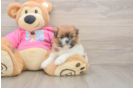 Best Shih Pom Baby