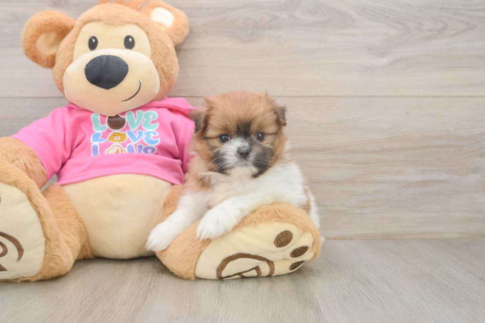 Best Shih Pom Baby