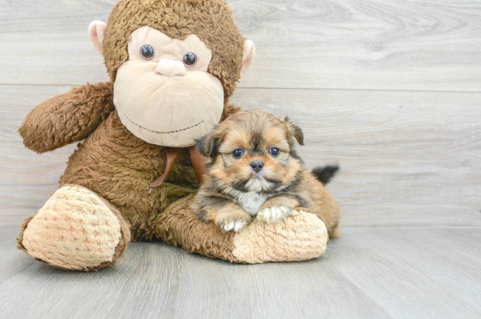 5 week old Shih Pom Puppy For Sale - Florida Fur Babies