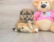 5 week old Shih Pom Puppy For Sale - Florida Fur Babies