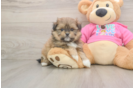 Little Pomatzu Designer Puppy