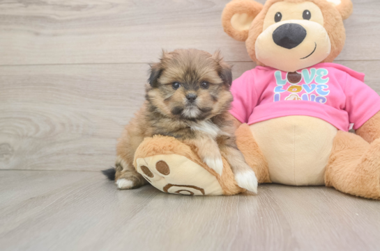 Little Pomatzu Designer Puppy