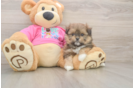 Shih Pom Pup Being Cute