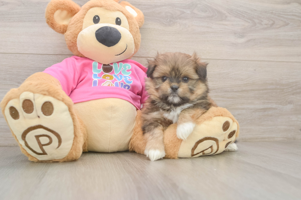 Shih Pom Pup Being Cute