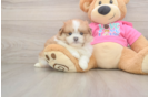 Smart Shih Pom Designer Pup