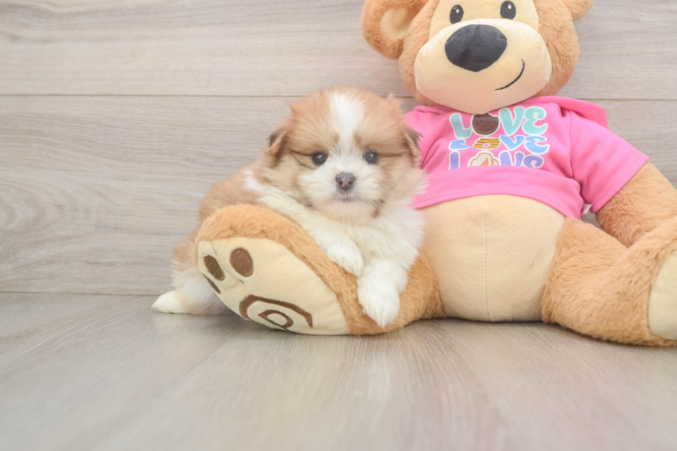 Smart Shih Pom Designer Pup