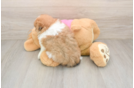 Shih Pom Puppy for Adoption