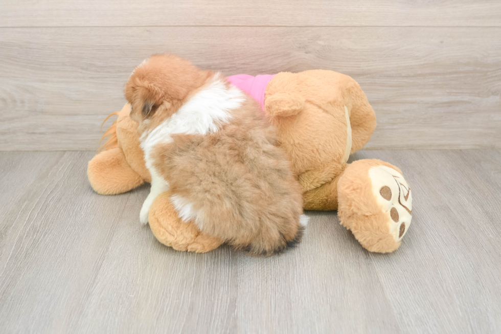 Shih Pom Puppy for Adoption