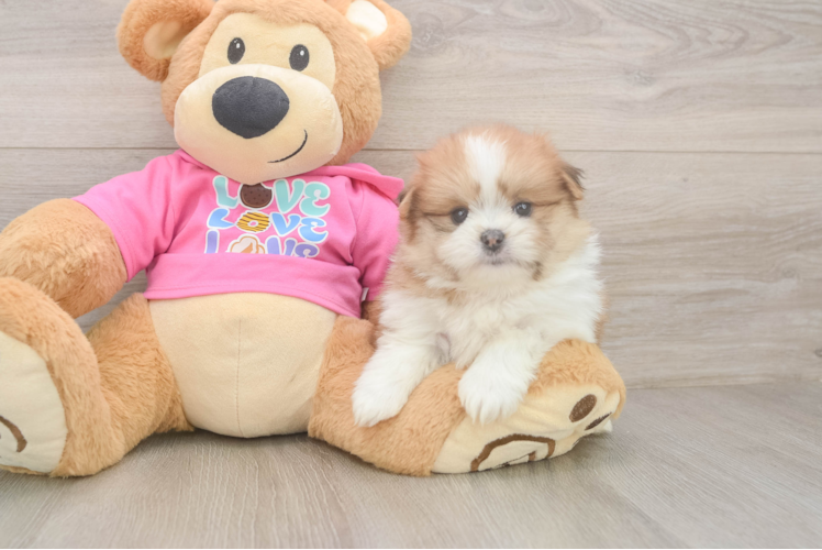 Happy Shih Pom Baby