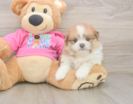 5 week old Shih Pom Puppy For Sale - Florida Fur Babies