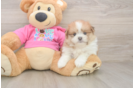 Happy Shih Pom Baby