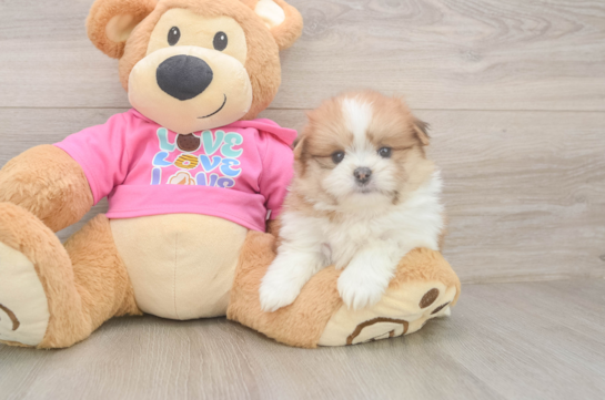Happy Shih Pom Baby
