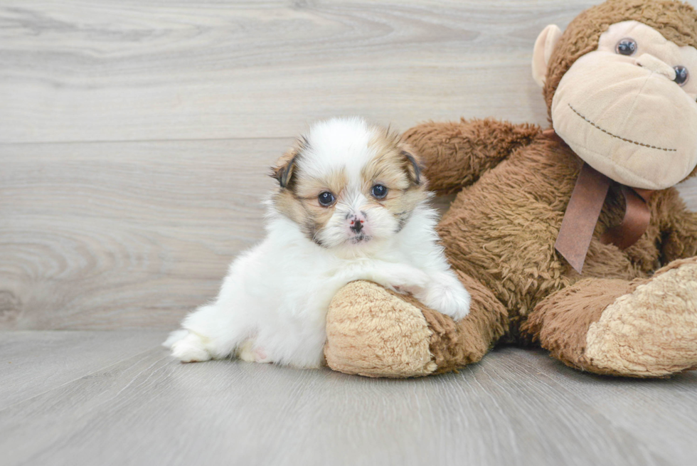 Shih Pom Puppy for Adoption